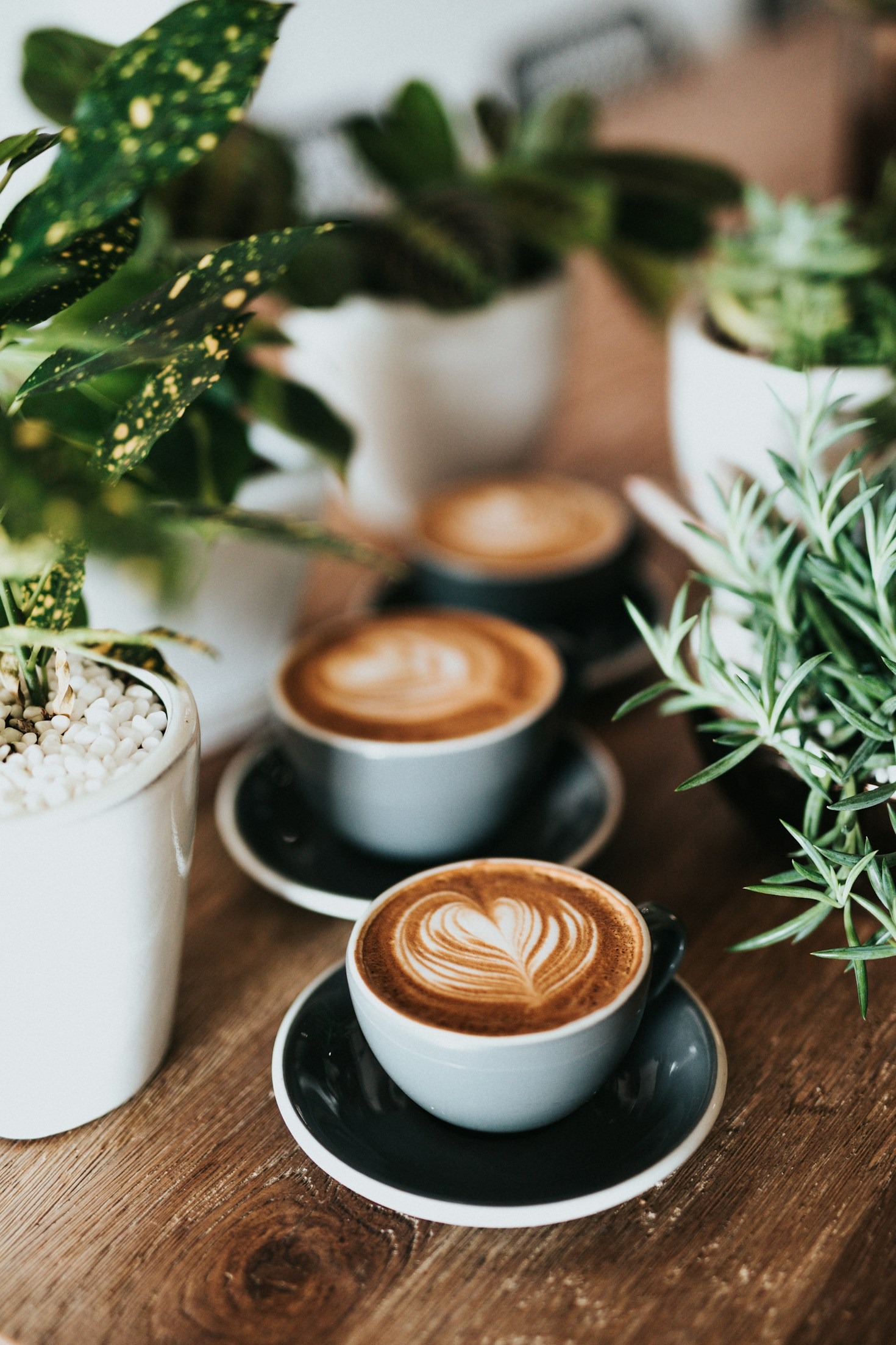 ¿Por Qué Elegir Cafés de Especialidad en Tato Kafe?